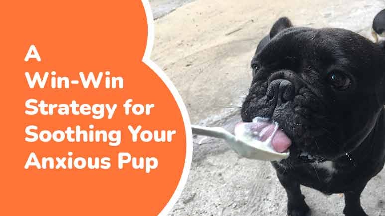 Probiotics for Dogs by Dr. Karen Shaw Becker