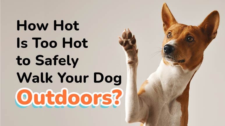 Protect Your Dog s Pads From Burns This Summer