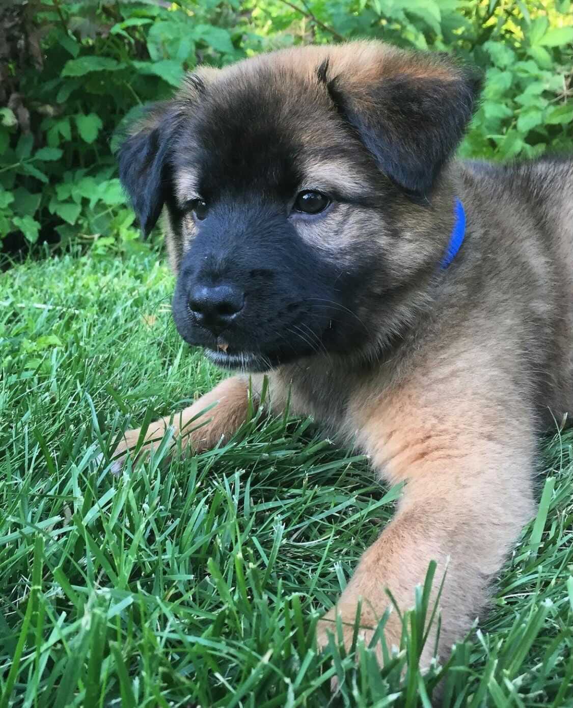 Border collie black mouth cur mix clearance