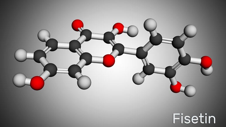 Senolytic Fisetin May Help Treat Older SARS CoV 2 Patients