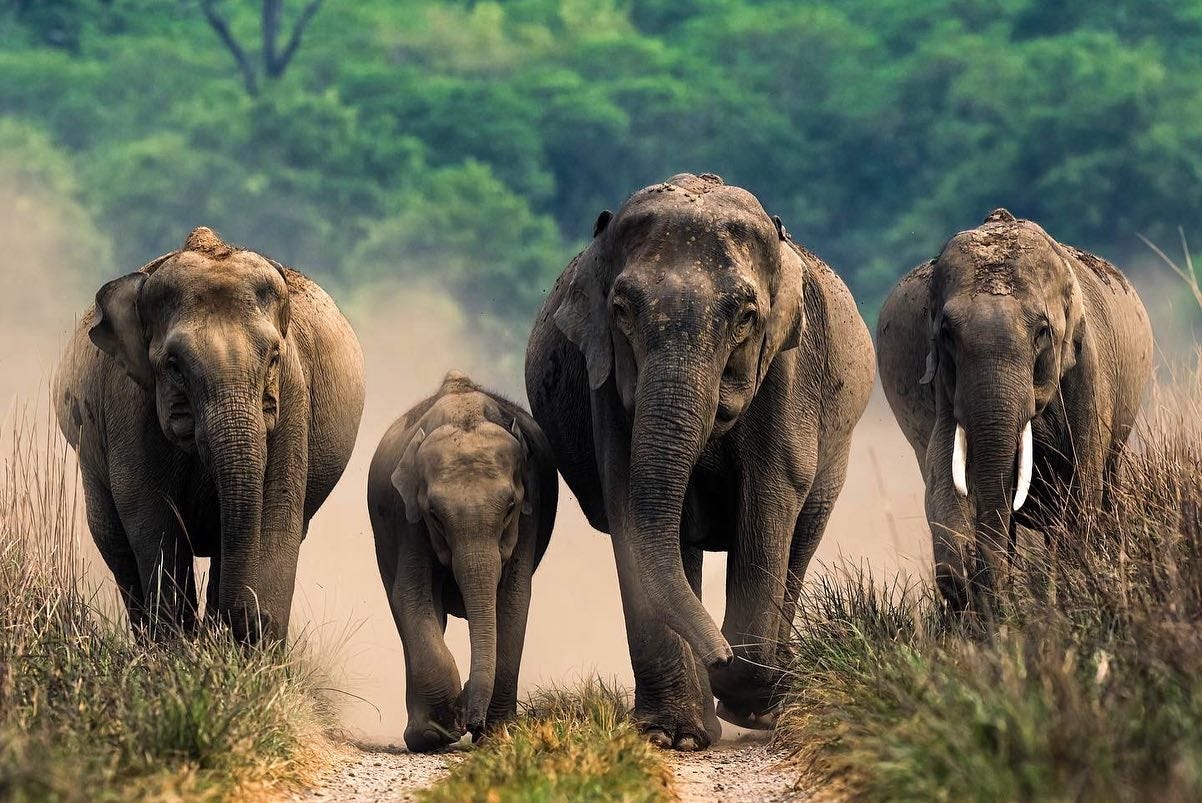 Maternal Instincts and Matriarchal Society of Elephants