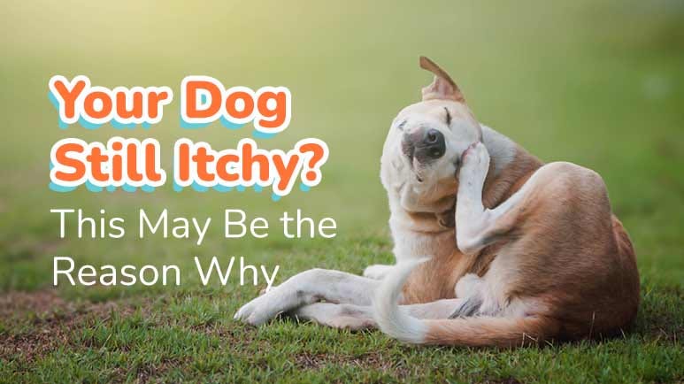 Dr karen becker dog allergies hotsell