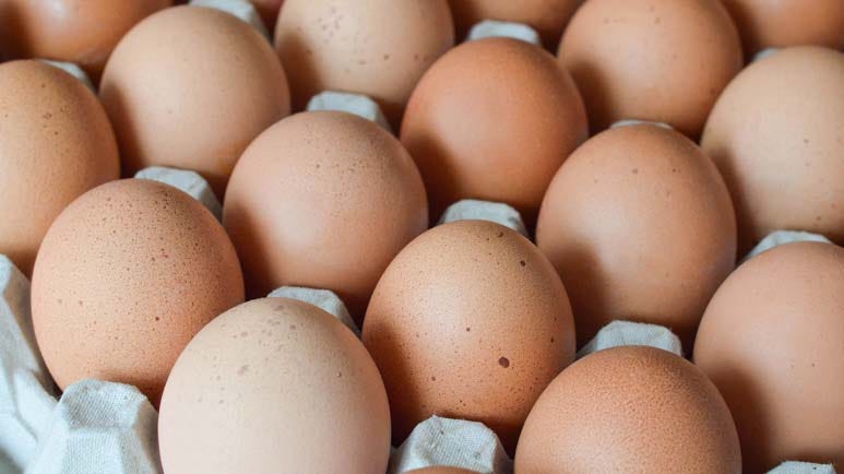Duck Eggs Versus Chicken Eggs - How Do They Compare?