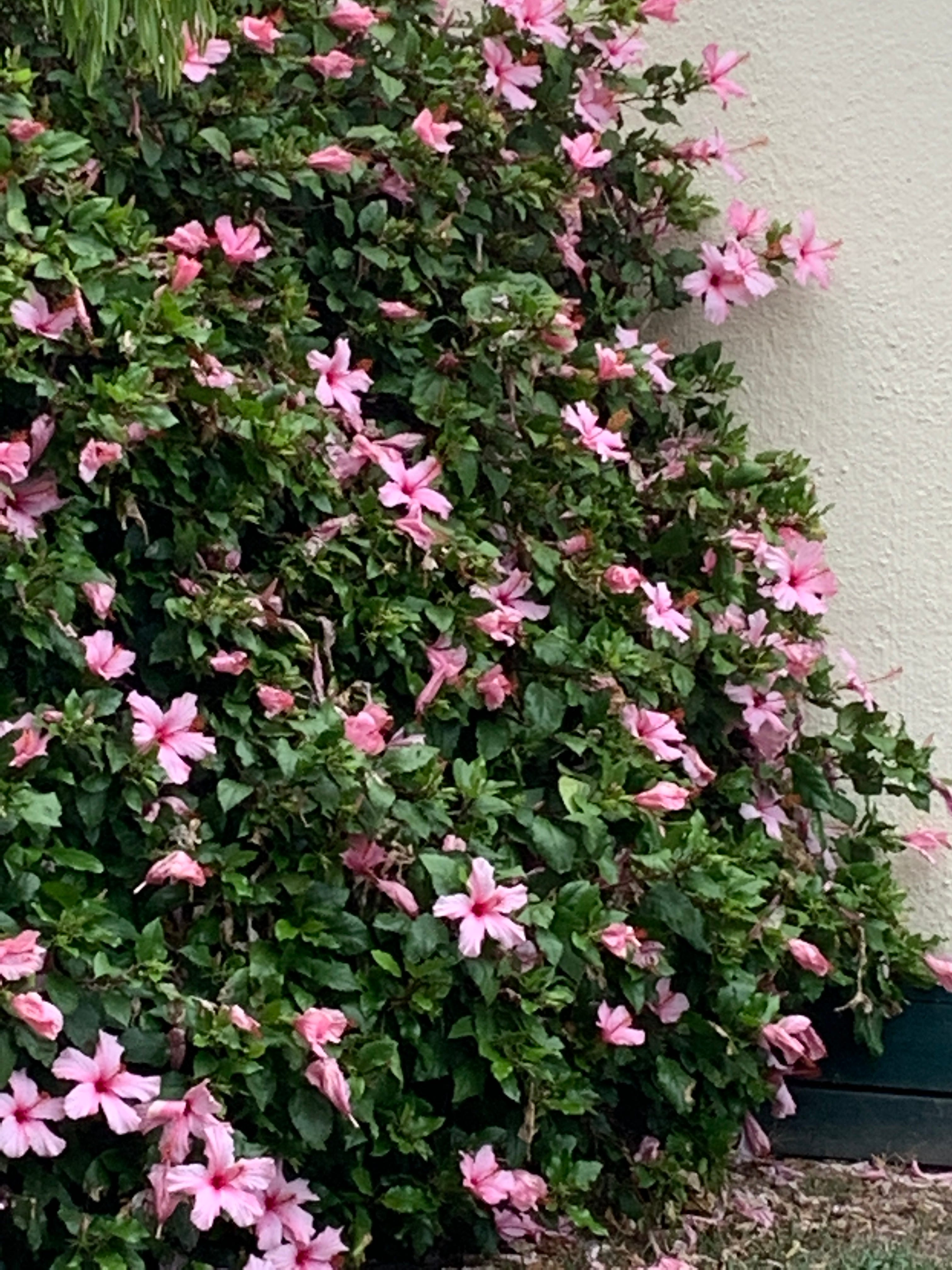 Six of one. Half a dozen of the other. - by Pip Lincolne