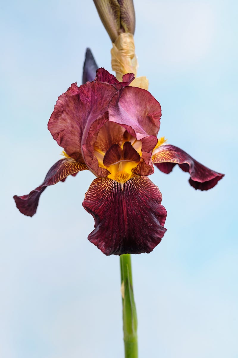 Benton irises by Lucy Bellamy Garden & House