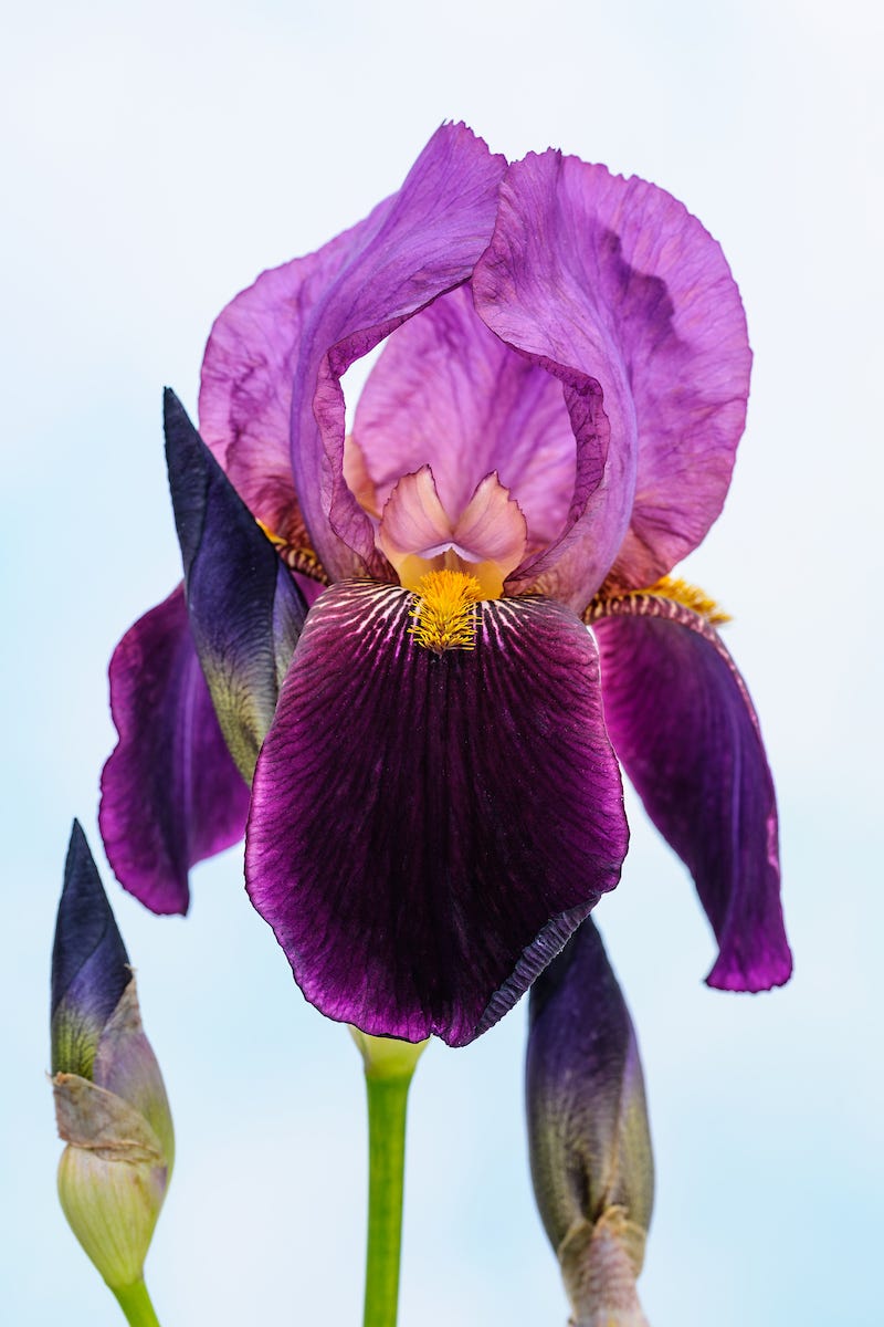 Benton irises by Lucy Bellamy Garden & House