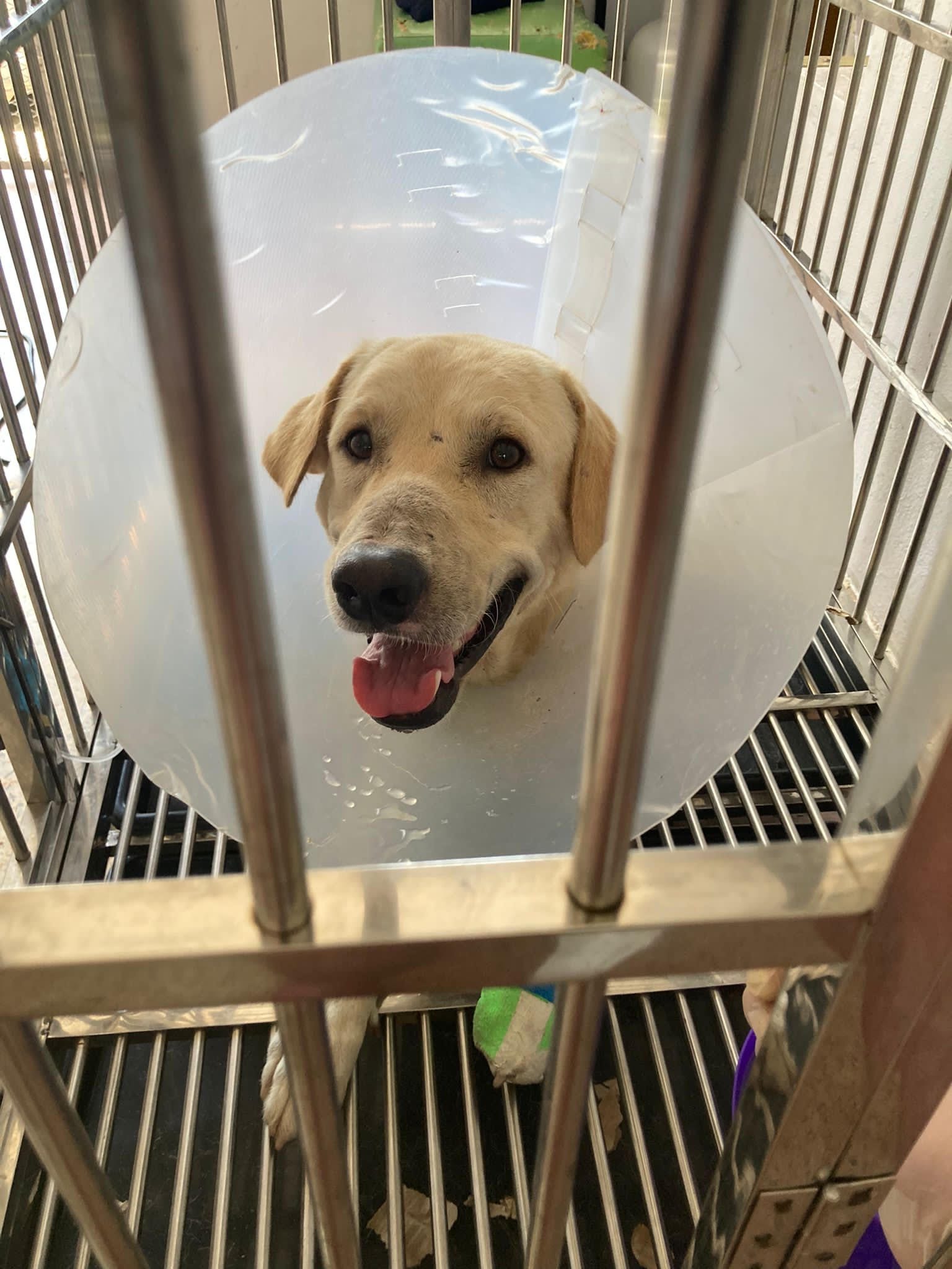 Crazy sales deals dog crate
