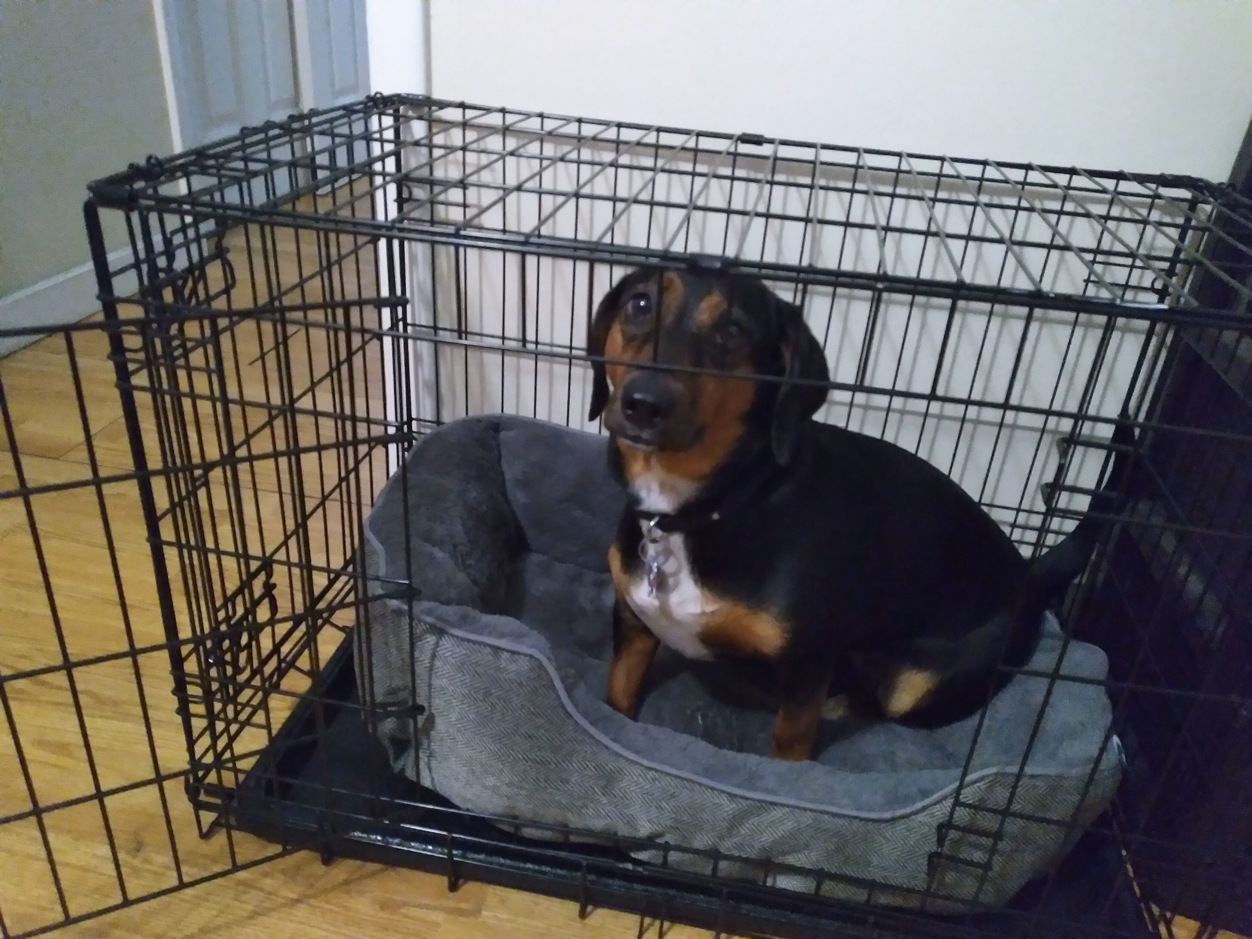 How to keep dog from pooping in top crate