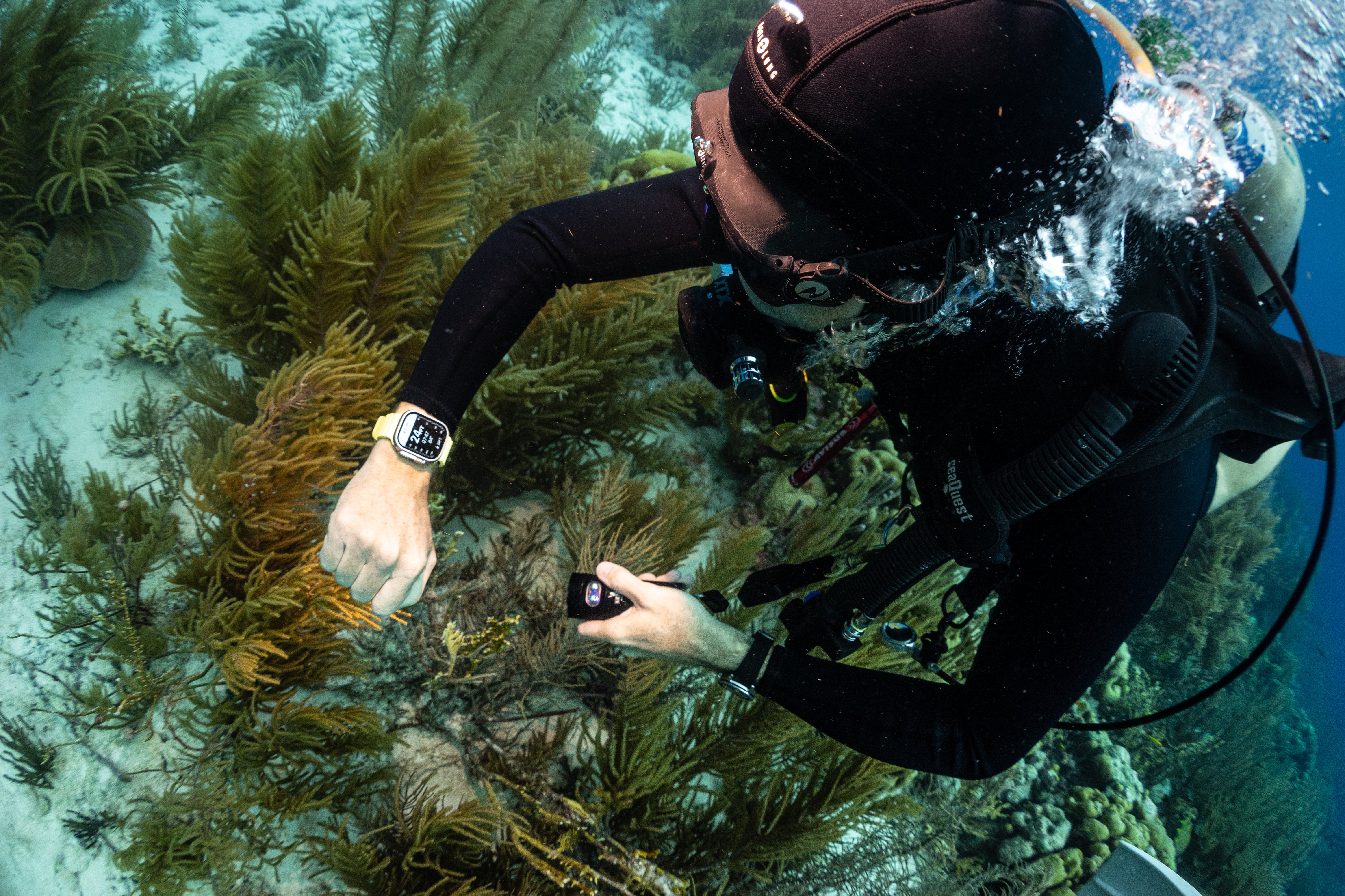 Scuba cheap diving watch