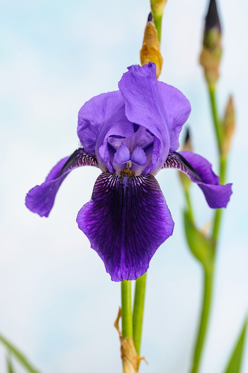 Benton irises by Lucy Bellamy Garden & House