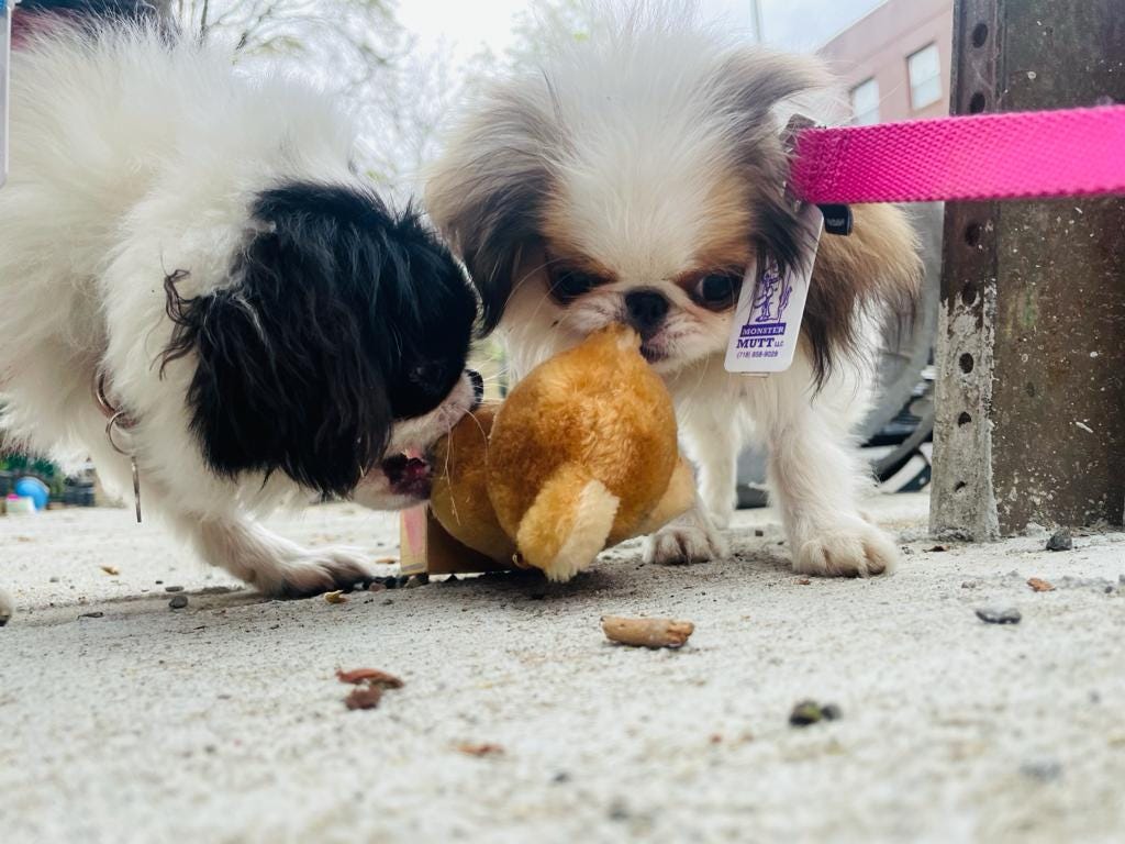 Things I ve Said To My Dogs That Could Double As Lines From A