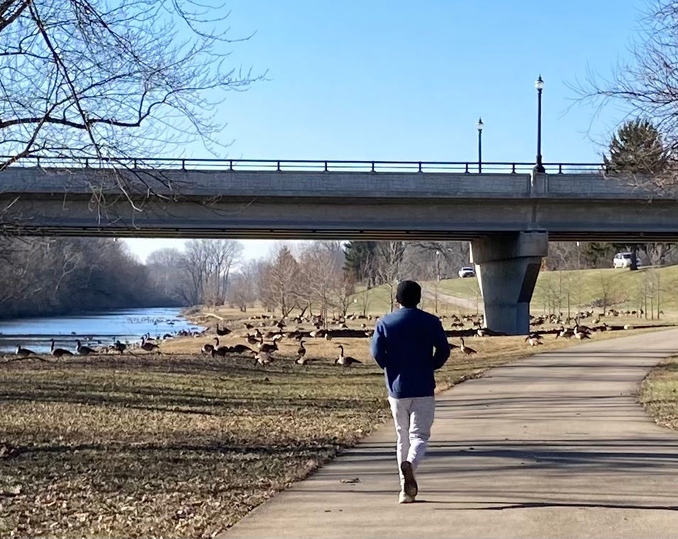 $960K project seeks answers to human-goose conflicts