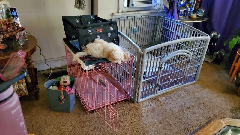 How to stop discount dog from escaping crate