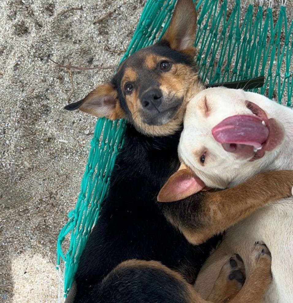 Save a discount dog near me