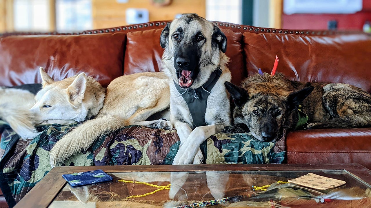 Anatolian german store shepherd mix