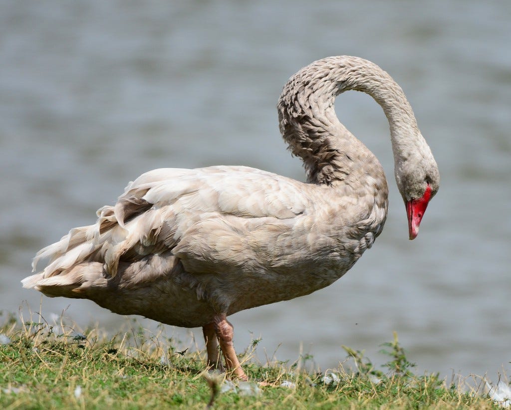 Grey swans, and what a bit of linguistics can teach you about machine