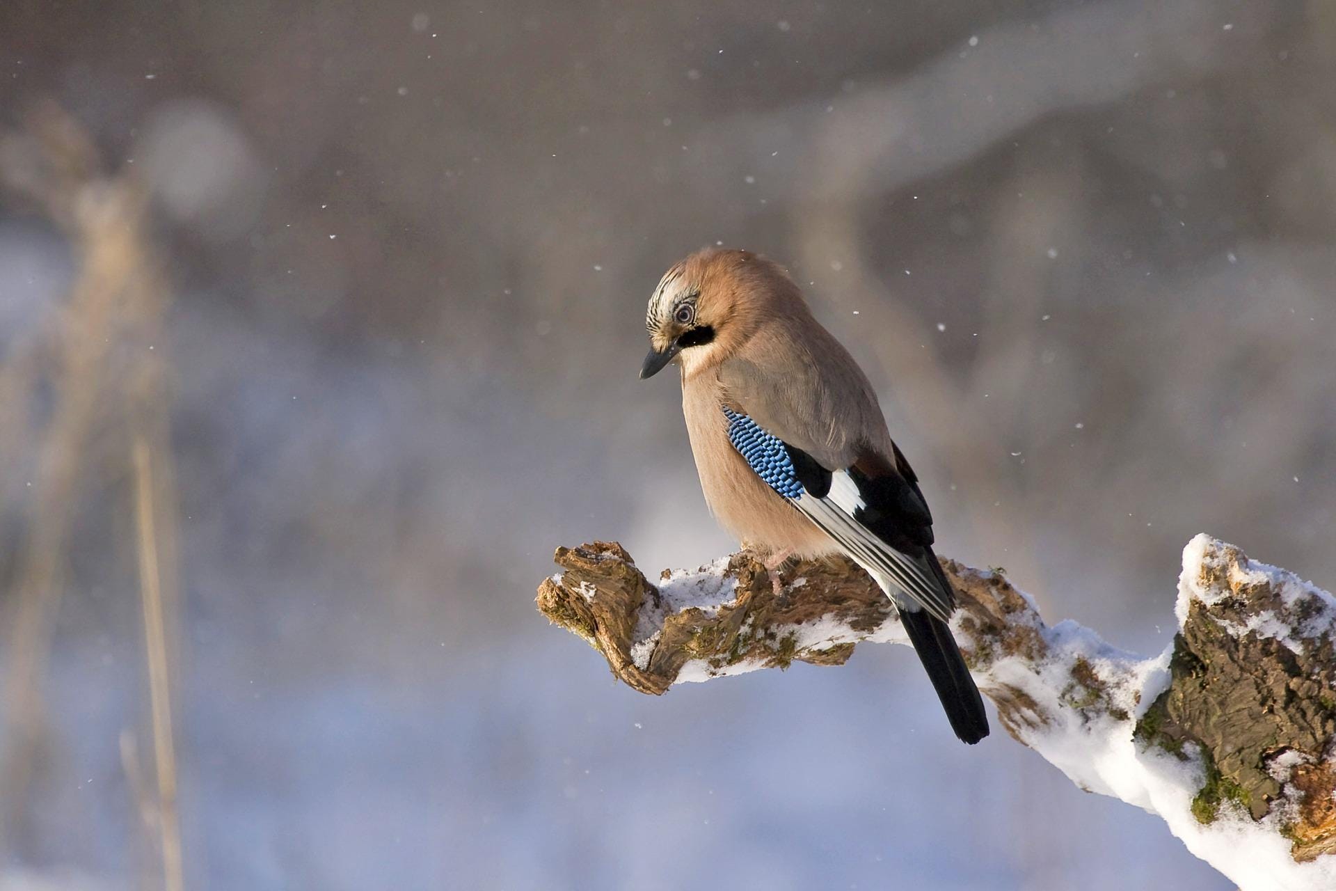 About the disappearance of birds and insects by Léo