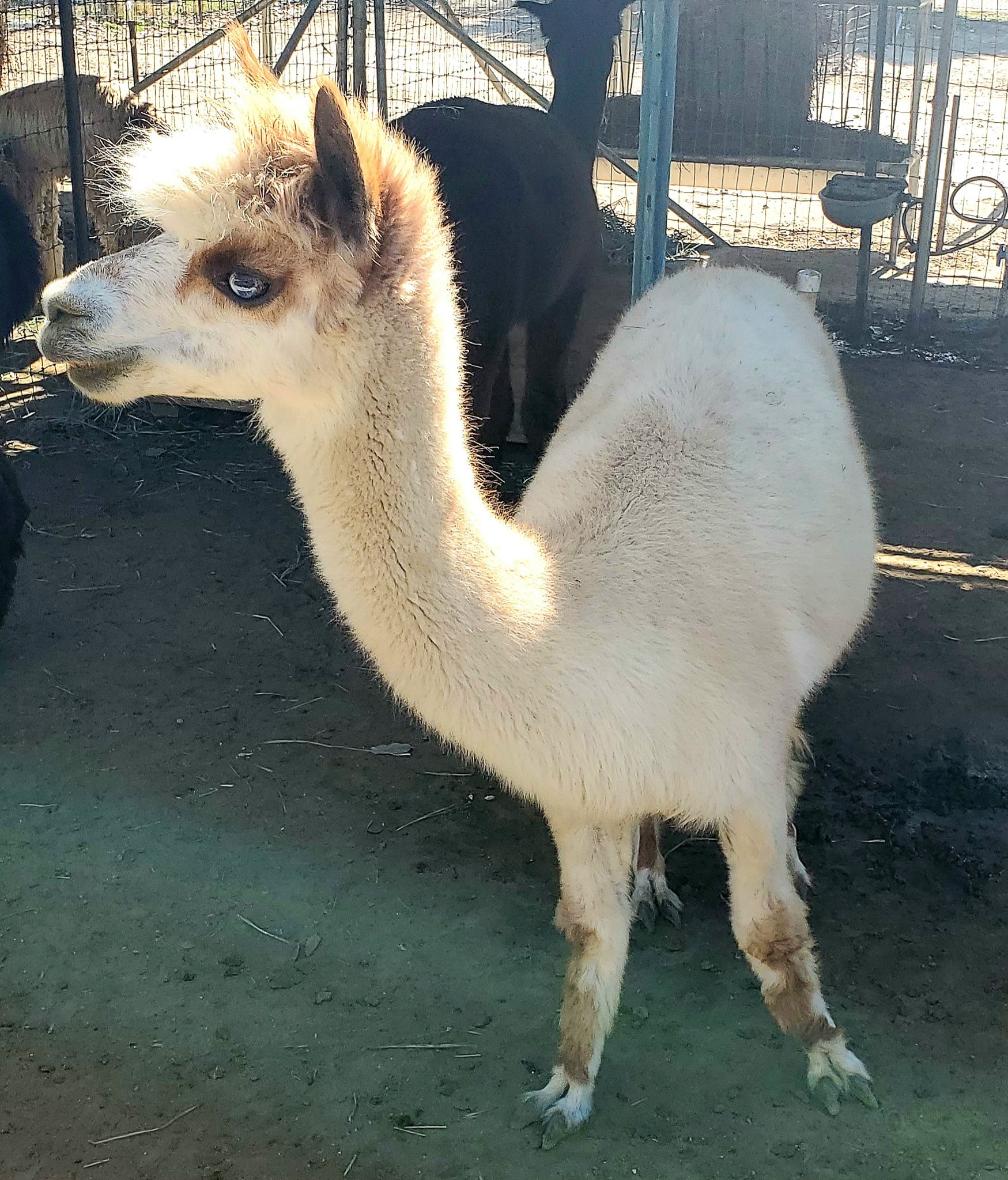 Alpaca vets near me top