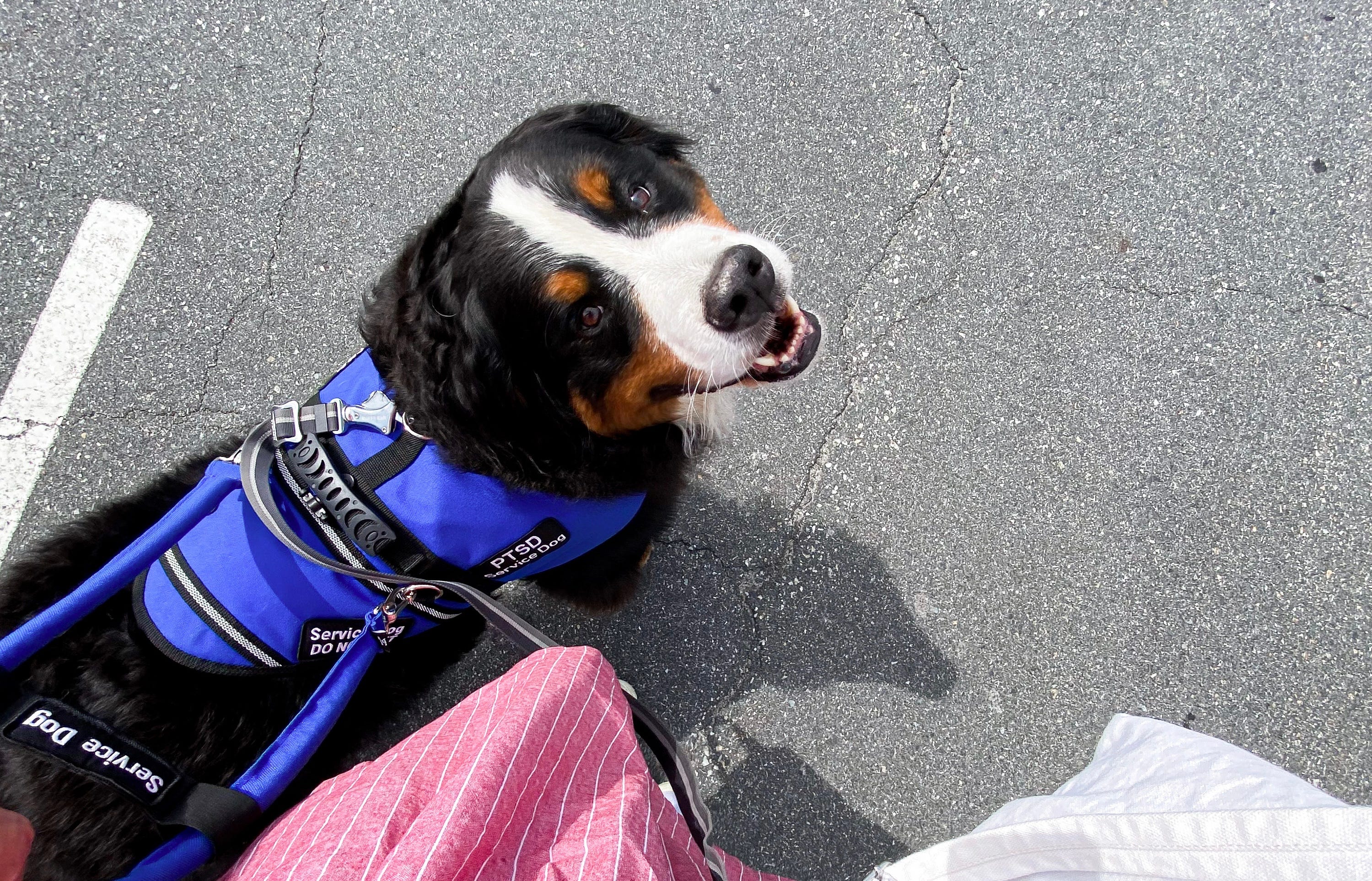 Dog exposure therapy 2025