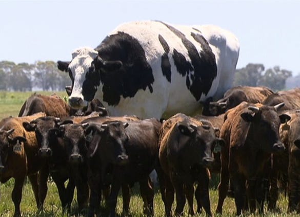 Appleround cow outlet