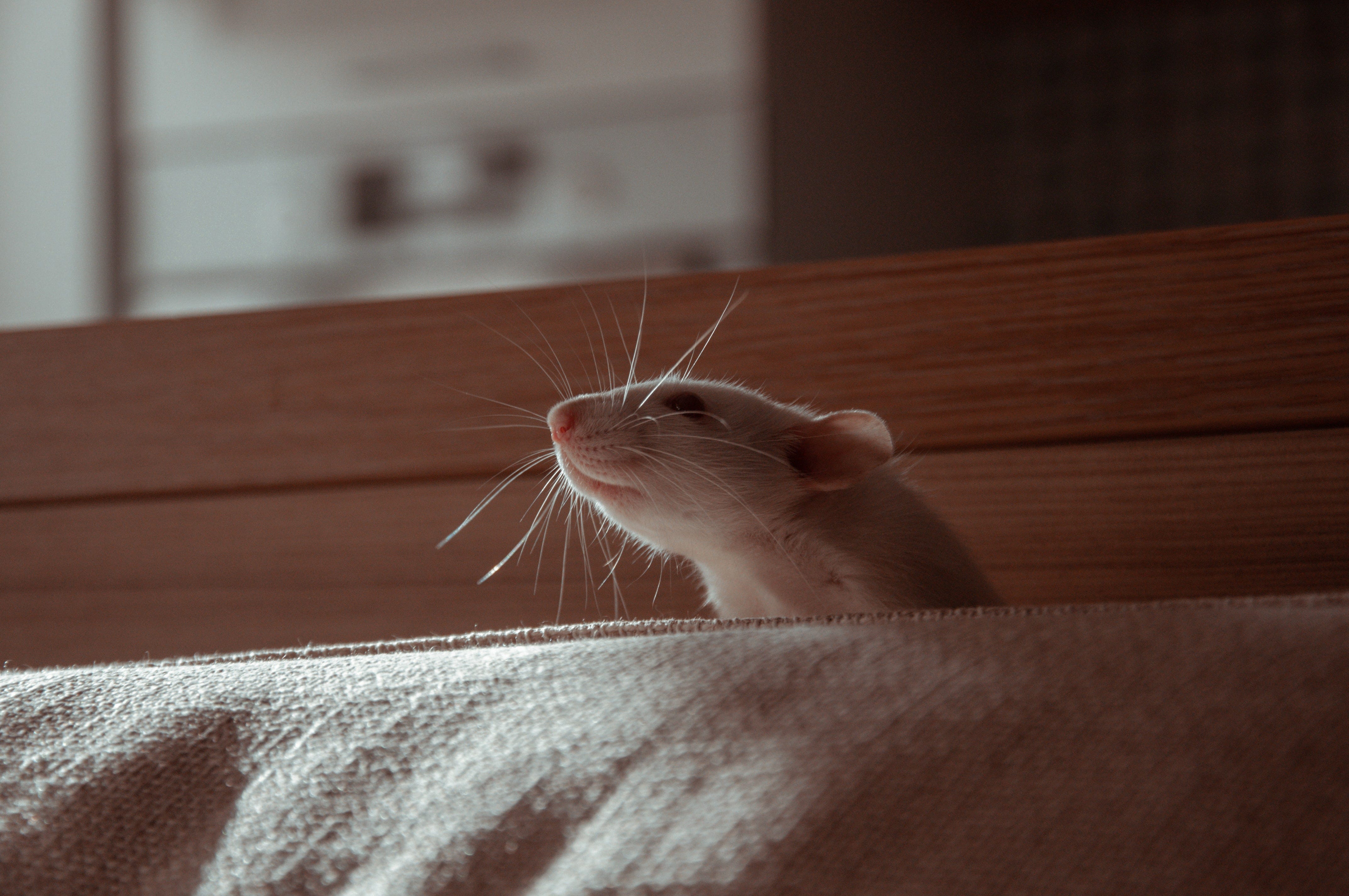 What Ratatouille (and a Rat) Taught Me About Ego