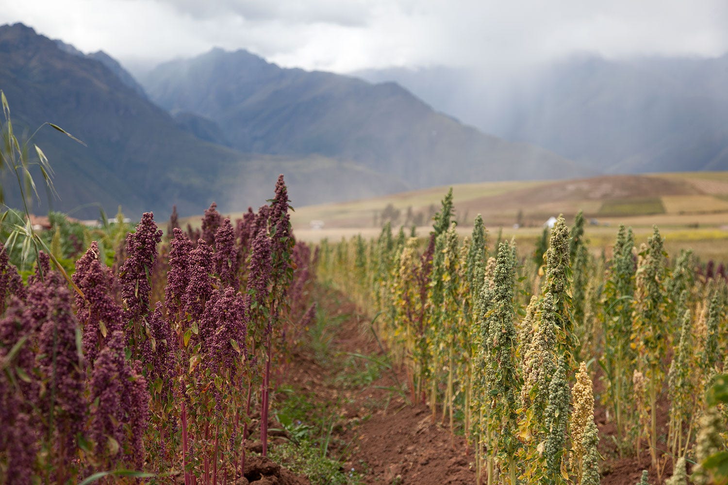 How to Buy Quinoa That Supports Andean Farmers
