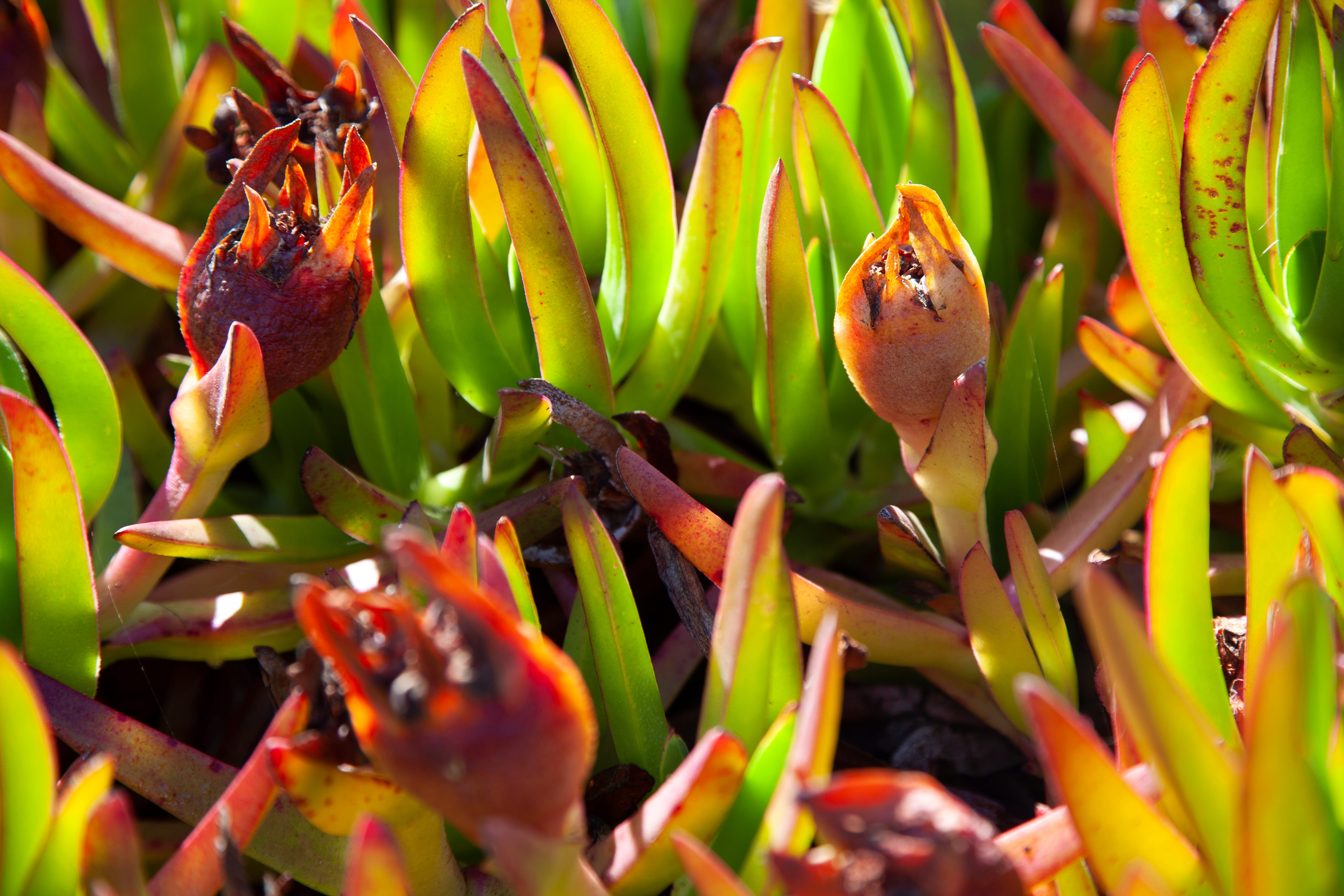 Sea Strawberries, Beach Plants & Seaweeds of Chile's Central Coast