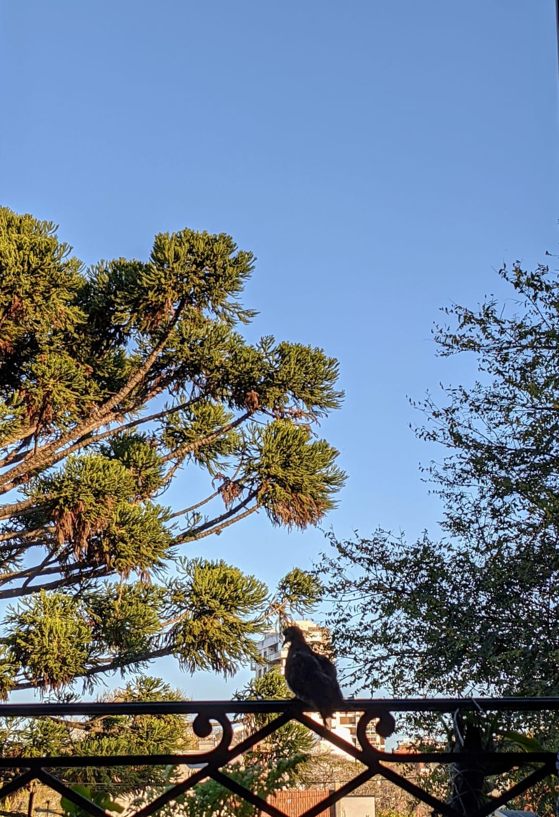 La literatura es un pájaro herido by Fidel