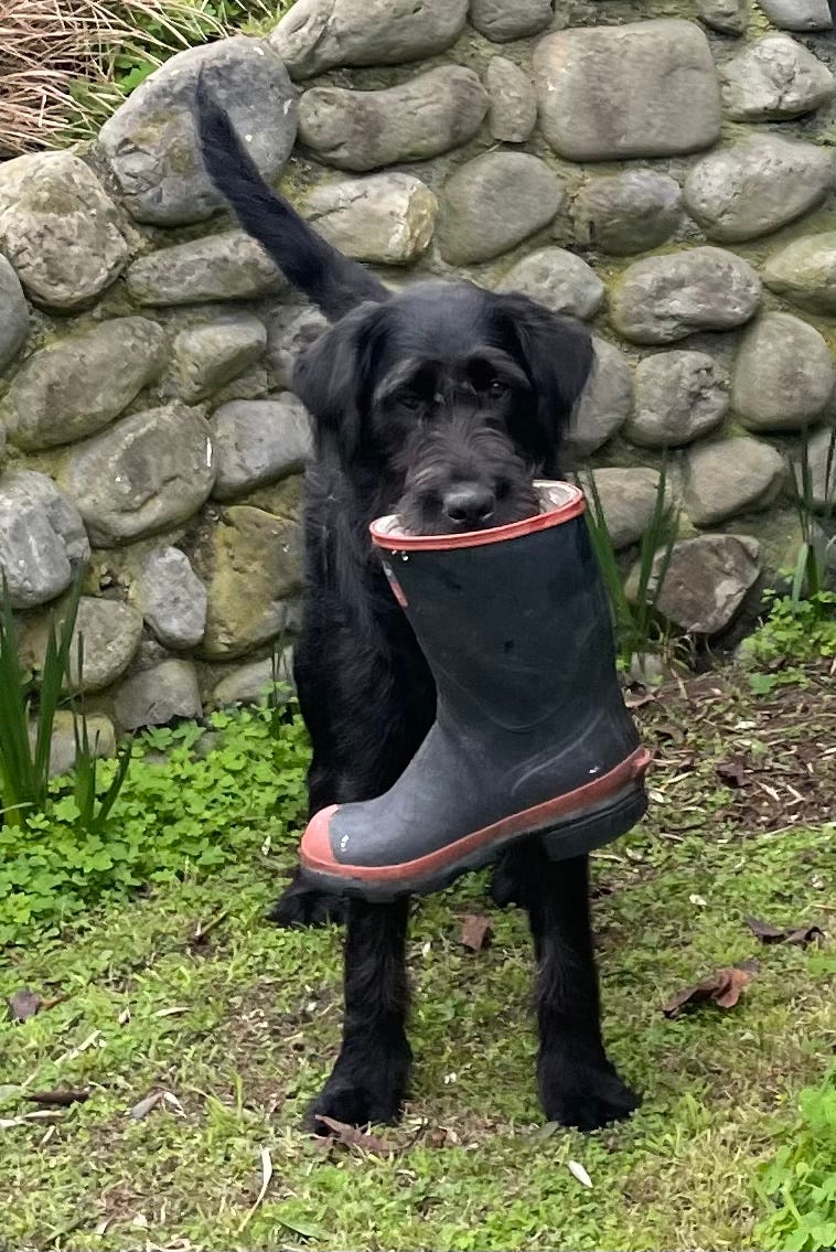 Labrador wellies cheap