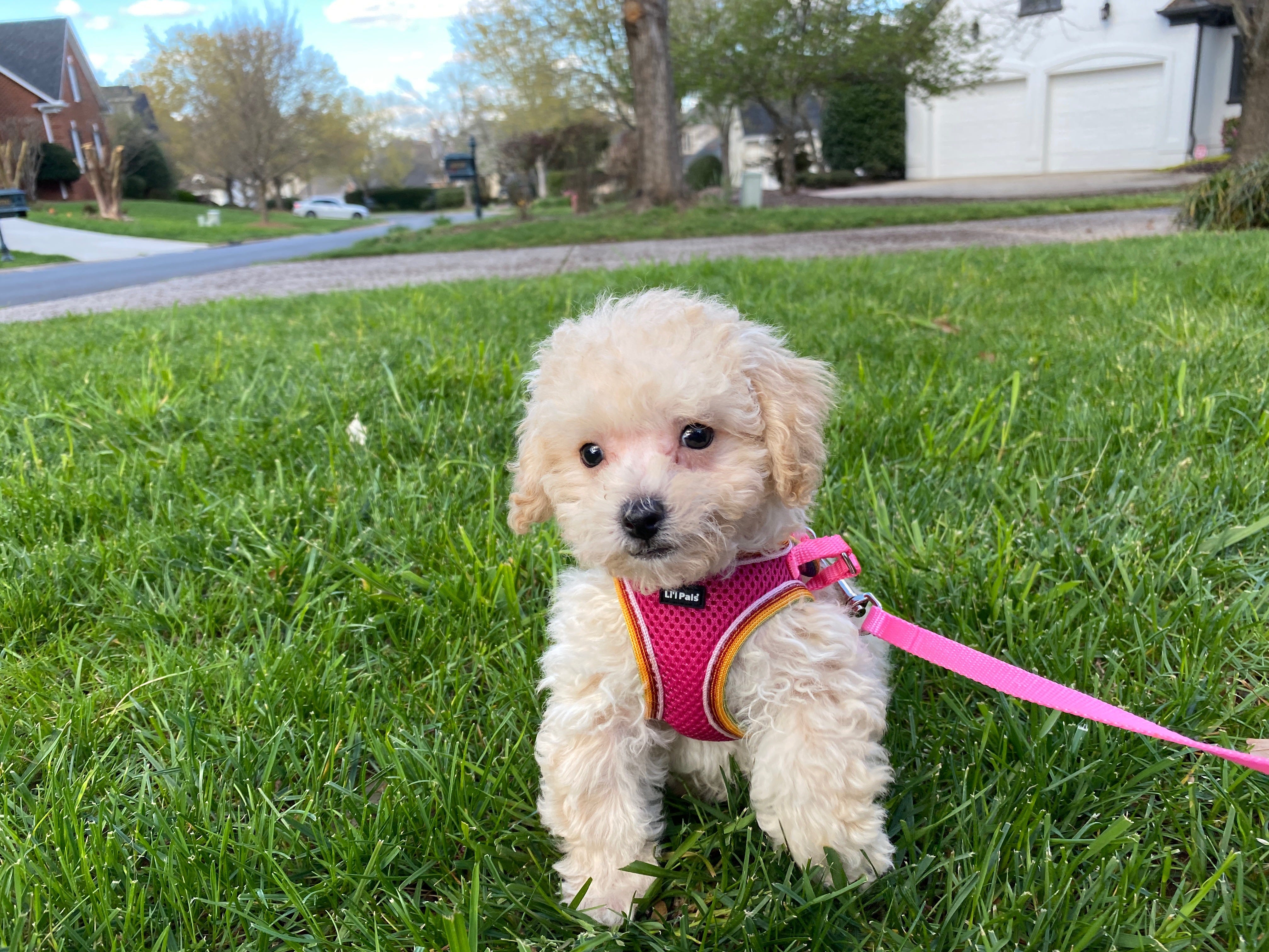 Happytail puppies complaints cheap