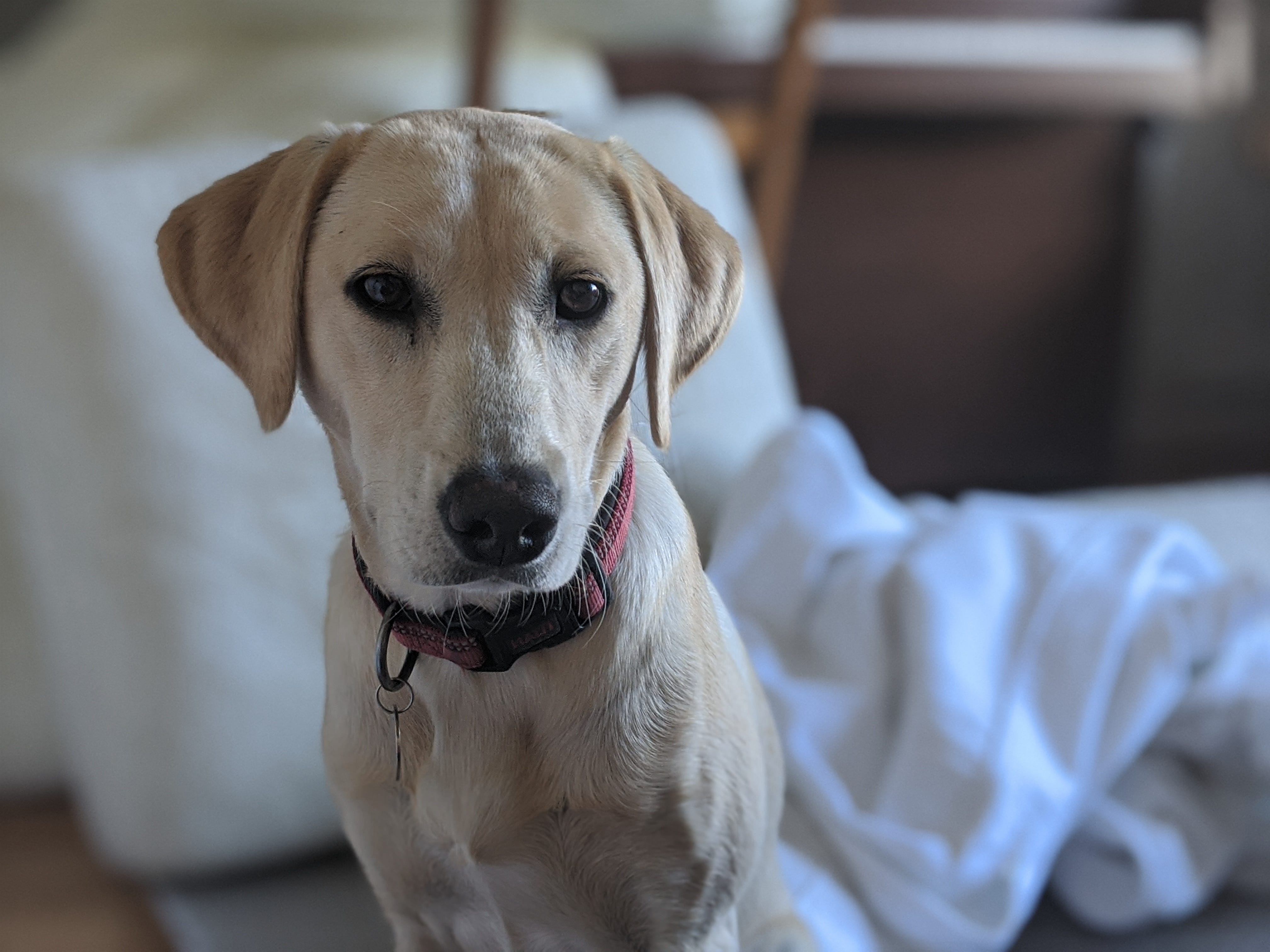 Owning a outlet female dog