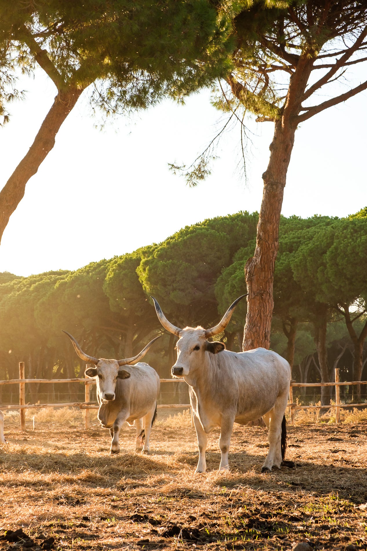 Rigatoni alla buttera by Giulia Scarpaleggia