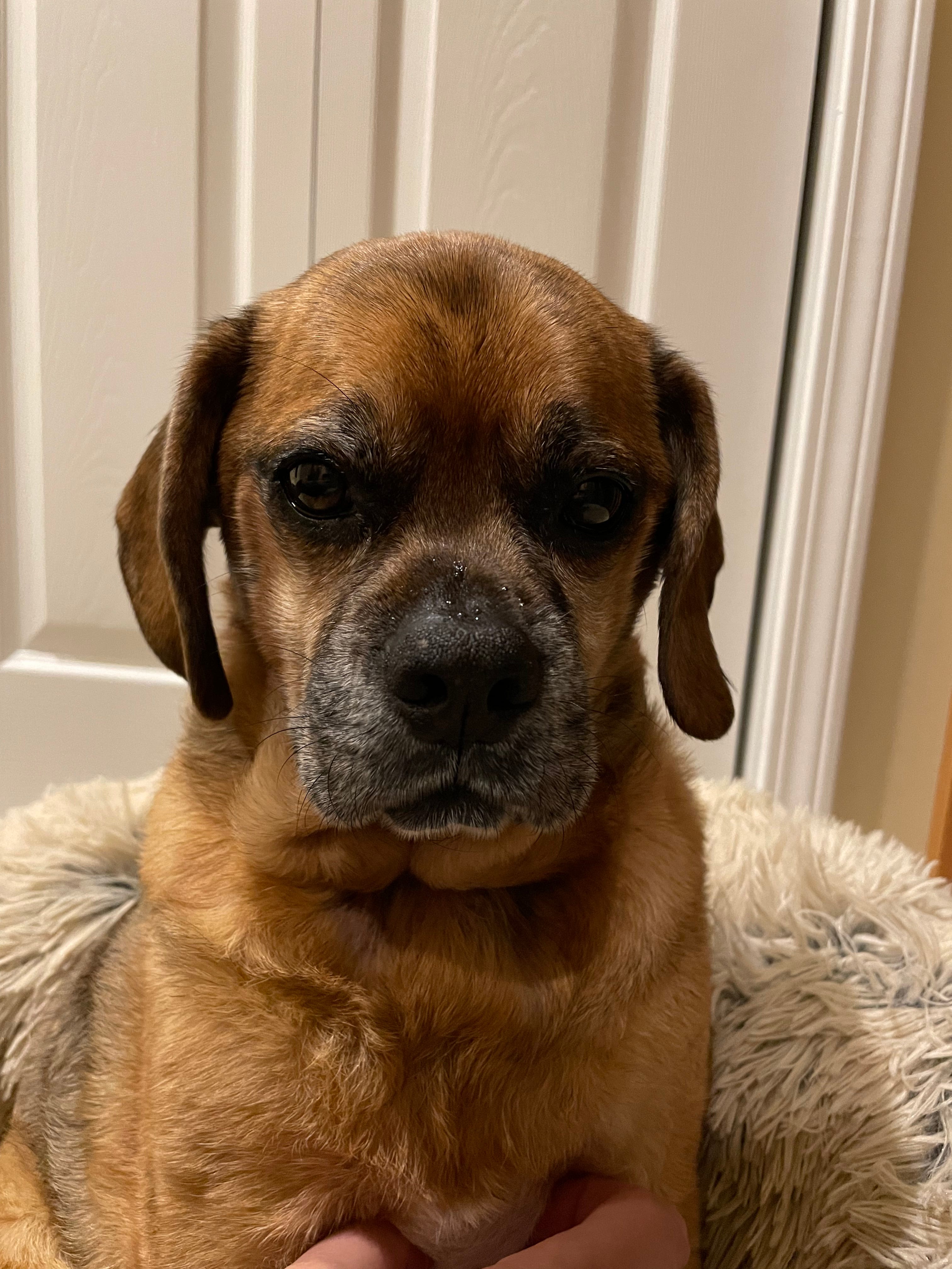 Ode to a Puggle by Bill Baker Nothing in Particular