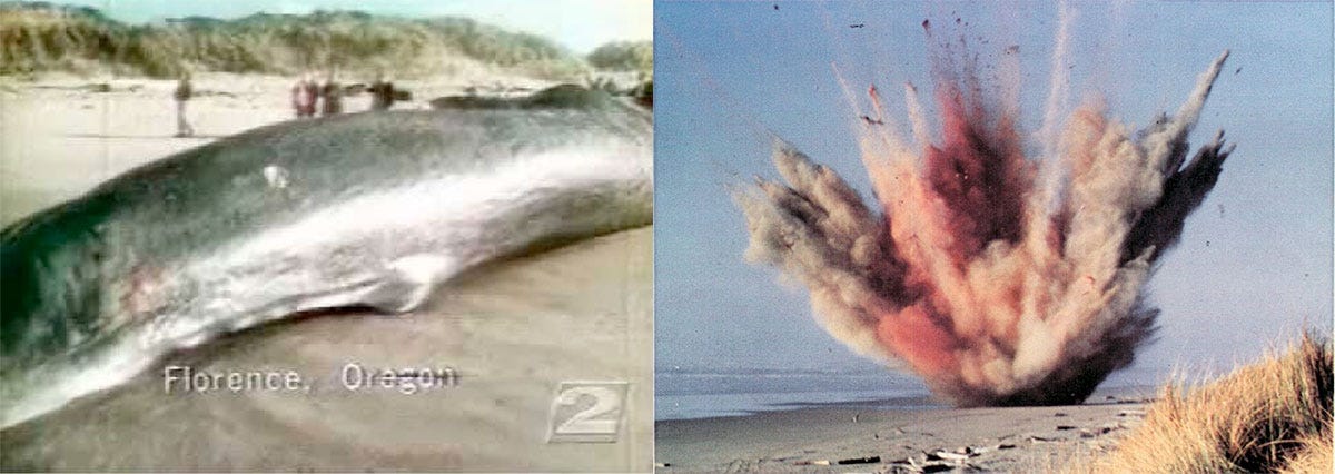 50 Years Ago Exploding Whale by Rex Sorgatz