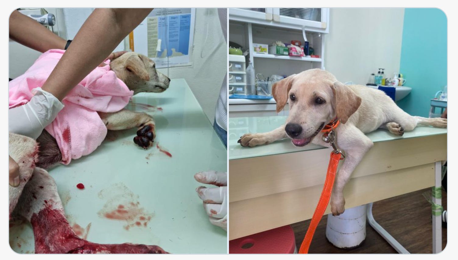Dogs in need of foster homes near me 2025