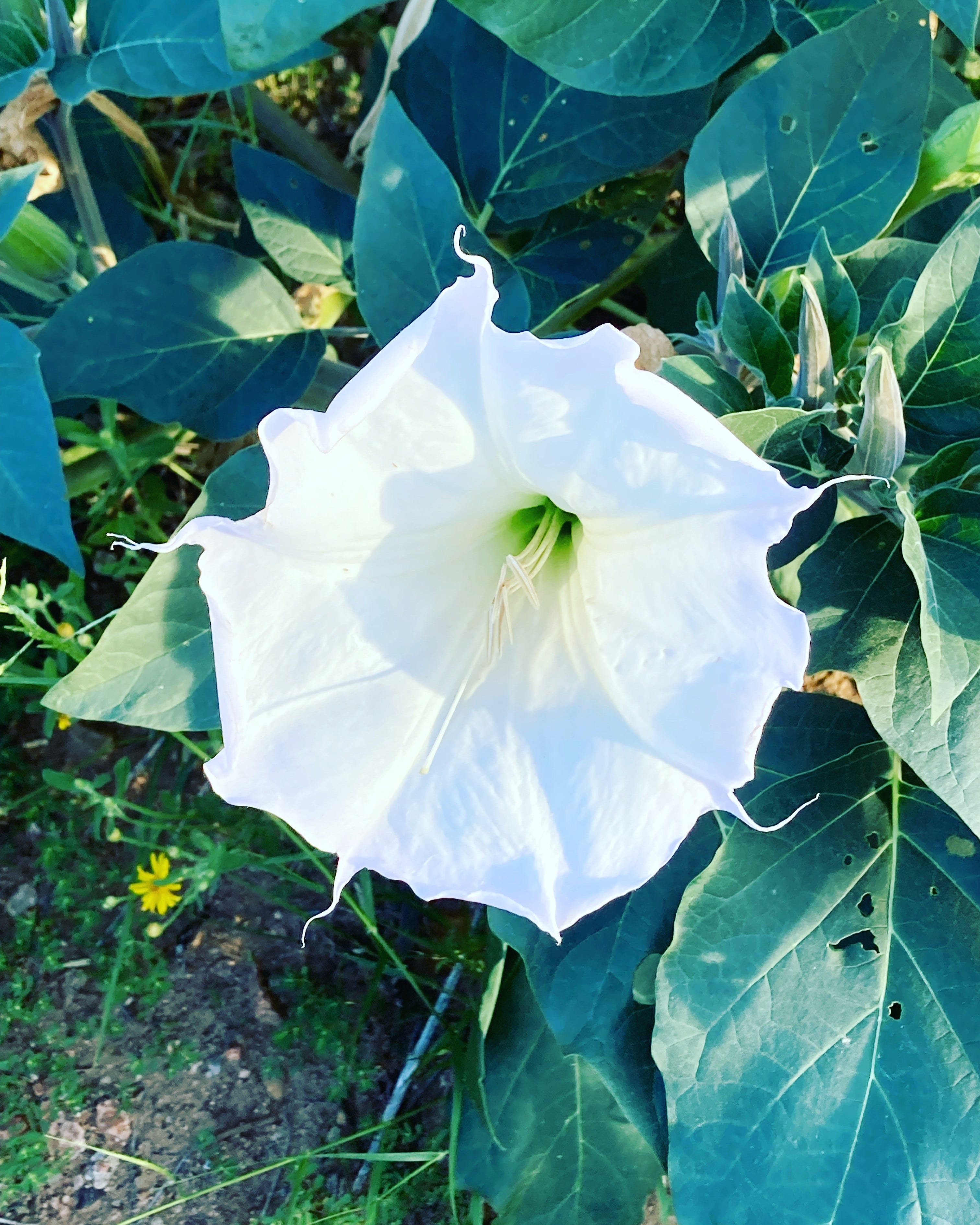 The Sacred Datura