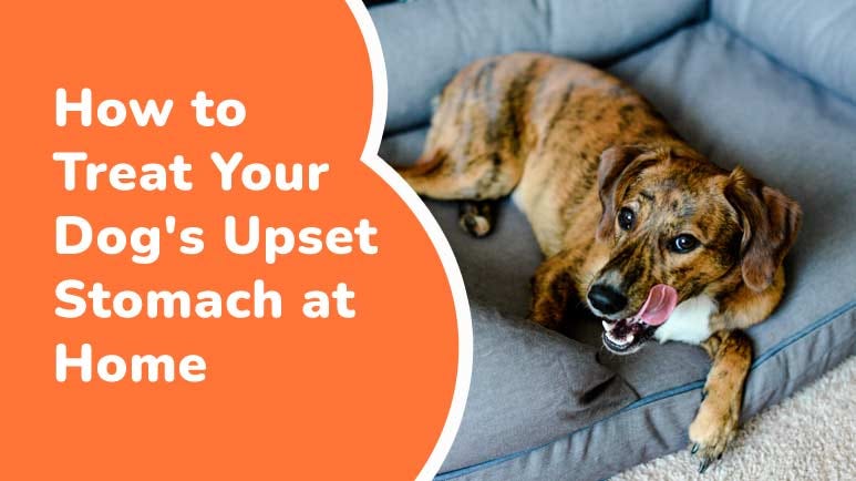 Home remedies for clearance dog upset stomach