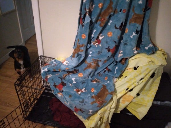 Dog blanket or dog bed Which is best