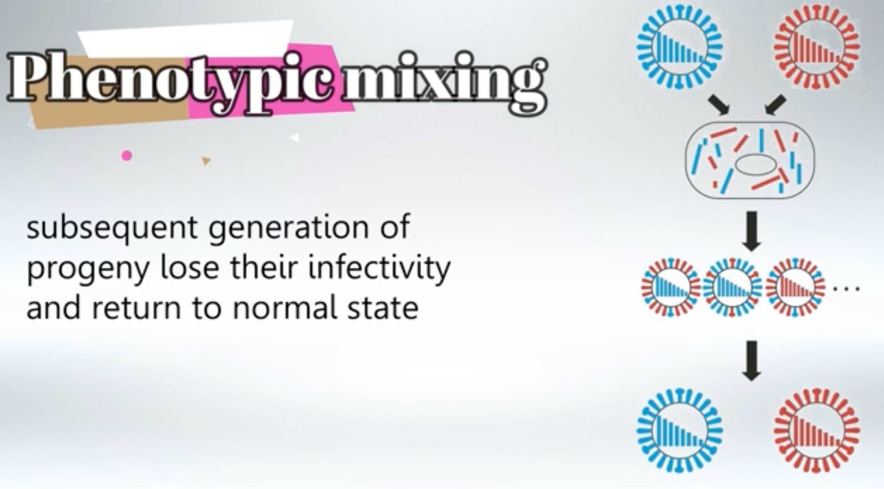 Phenotypic mixing, tropism enhancement and implications of a lab engineered