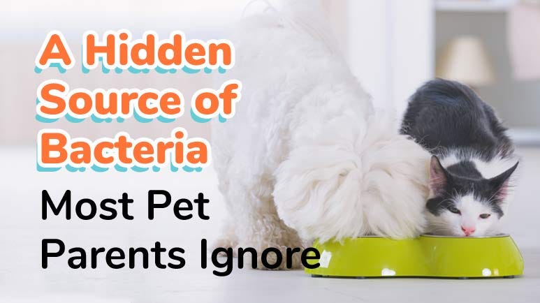 Hidden cat top food bowls