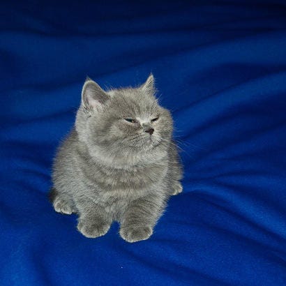 Grey hotsell little cat