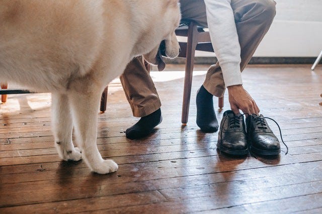 Dog boots probably won t go over well at first
