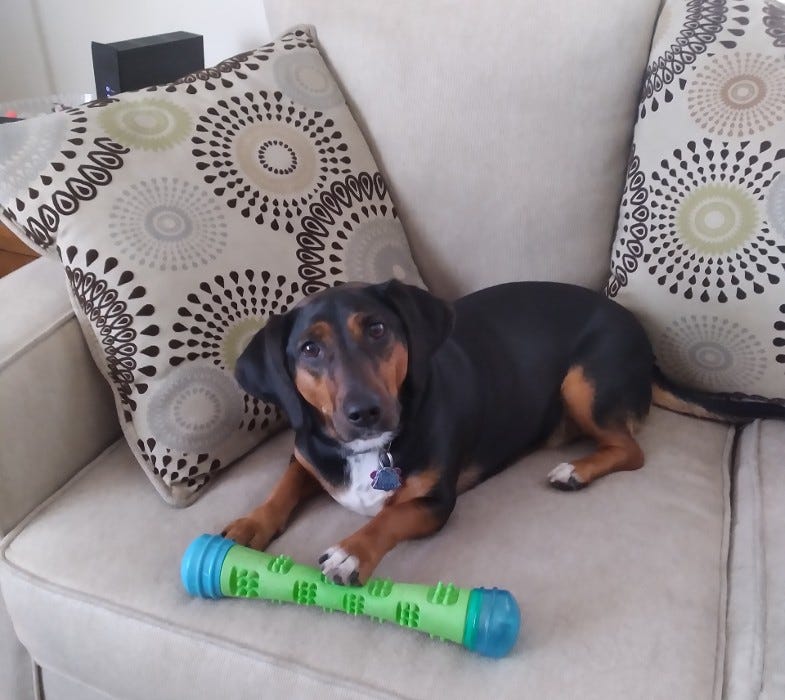 Got A Dog Lost Weight By Shamontiel L Vaughn got-a-dog-lost-weight-by-shamontiel-l-vaughn