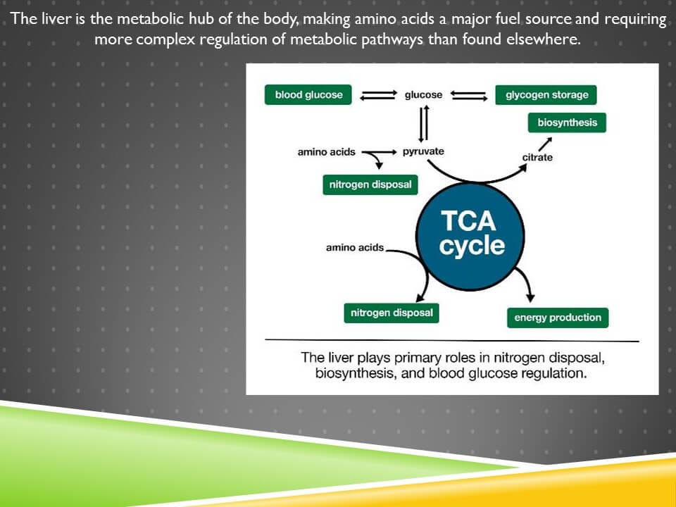 30. Gluconeogenesis Occurs When the Liver is Rich in Energy and the