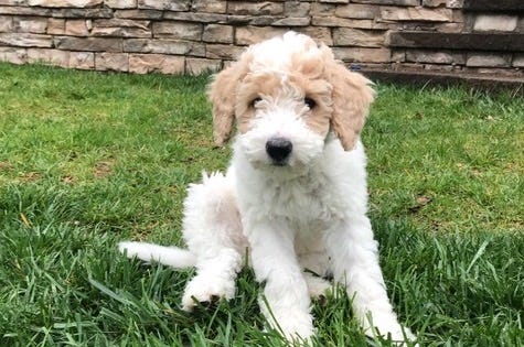 It s the right time for a puppy The Charlotte Ledger