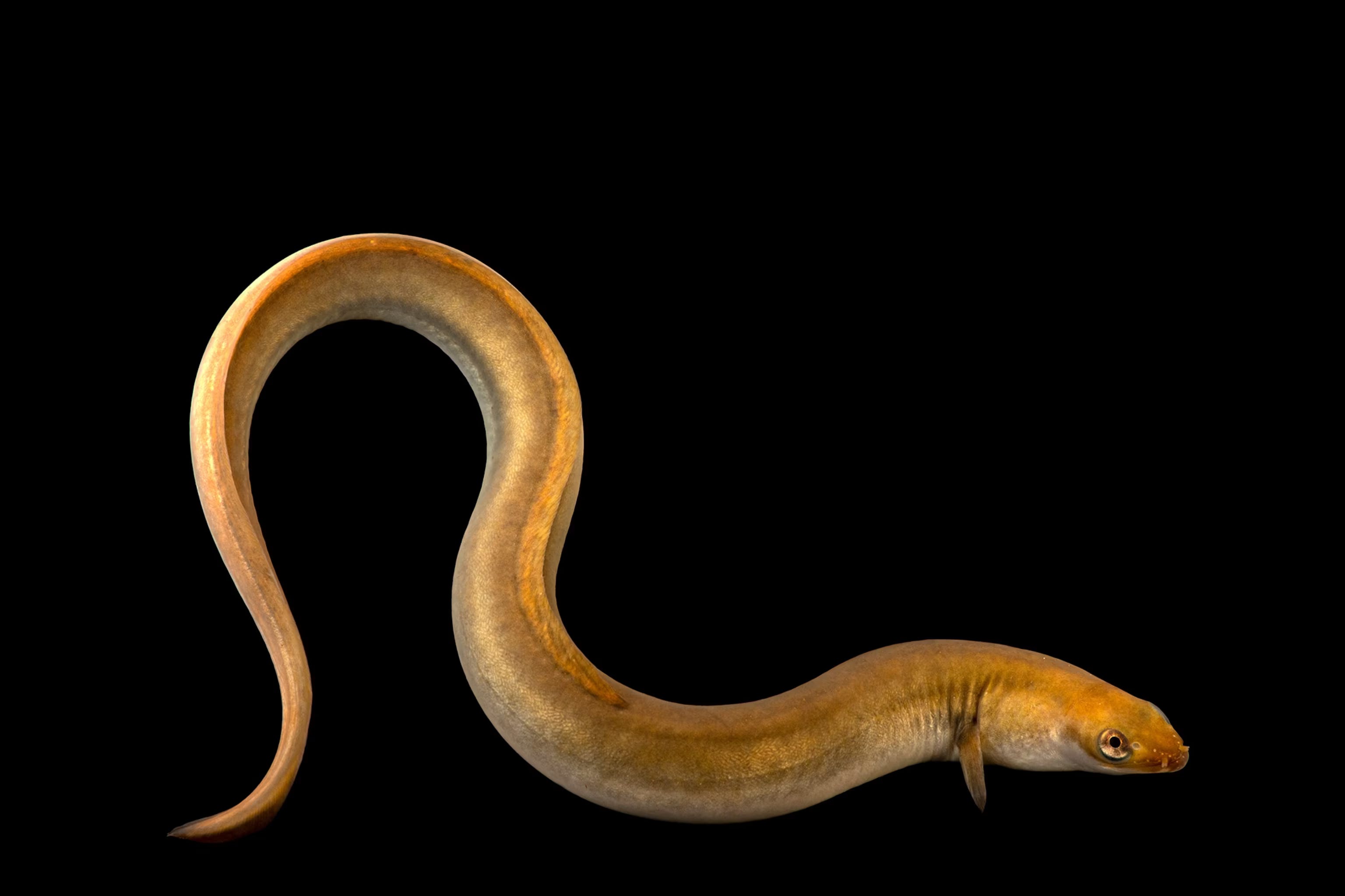 Why do all eels breed in the Sargasso Sea? by Toby Knott