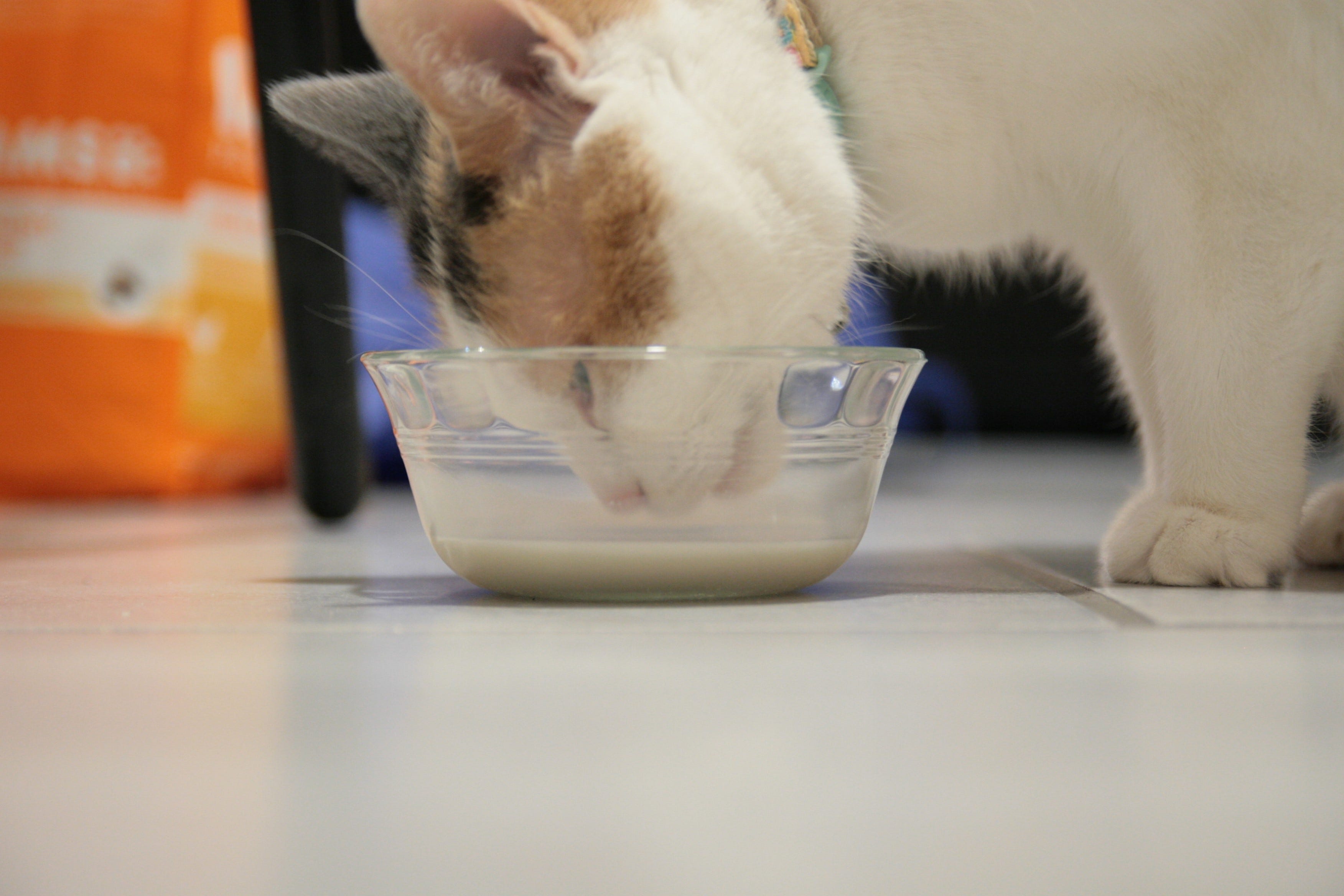 The Big Miaowski We made White Russians with kitten formula