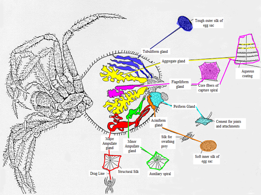 Synthetic spider silk for you. by Nate Crosser