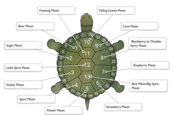 Green Sea Turtle Simmystery