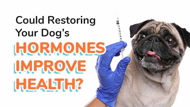 Hormone therapy sales for dogs